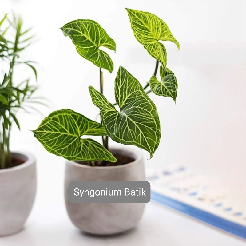 Syngonium Batik ออมกนกลายไทย (เลือกต้นในตัวเลือกสินค้า)