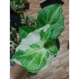 Syngonium T24 ไม้ตระกูลเงินไหลมา สีสวย ด่างชัด