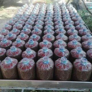 ก้อนเชื้อเห็ดนาง ฟ้า นางรม สีดำ รสหวานอร่อยพร้อมส่ง ขั้นต่ำ10ก้อน