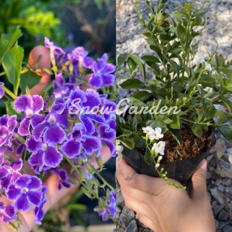 ต้นเทียนหยด  สีขาว/ม่วง ✨ เทียนหยดญี่ปุ่น แบบถุง เลี้ยงง่าย ออกดอกตลอดปี