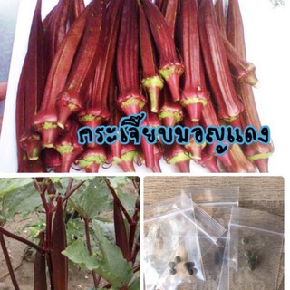 เมล็ดพันธุ์ กระเจี๊ยบมอญแดง 25 เมล็ด กระเจี๊ยบมอญ Okra กระเจี๊ยบแดง กระเจี๊ยบ✅ราคาถูก🪴ปลูกง่าย🔥ซื้อ10แถม1 คละได้🔥