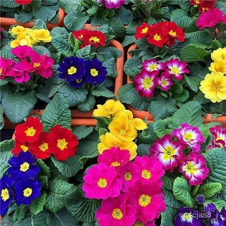 （อัตราการปลูกสูง）ปลูกง่าย ปลูกได้ทั่วไทย บอนสี บอนสีสวยๆ 100-150 เมล็ด Primula Flower Seeds บอนสีหายาก  Garden DIY Plant