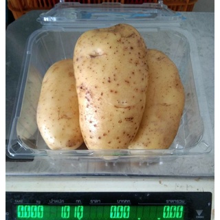 ราคามันฝรั่งสดๆ สะอาด สวย ๆ พร้อมส่ง(Potato)