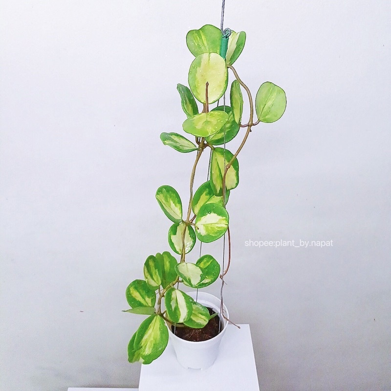 Hoya obovata variegated