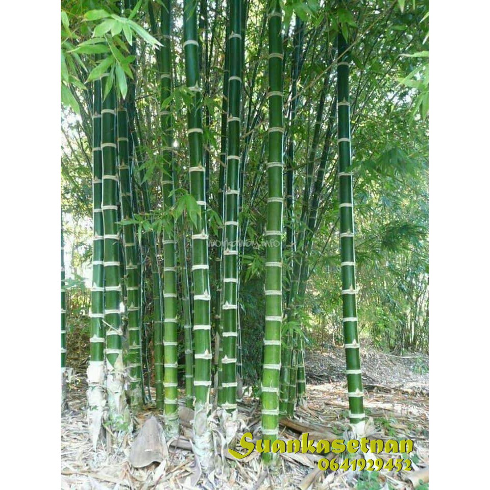 ไผ่เก้าดาว Guadua angustifolia, Kunth. (กล้าเพาะเมล็ด) พร้อมส่ง