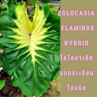 ☘️โคโลคาเซีย นกกระเรียน ไฮบริด☘️flamingo HYBRID