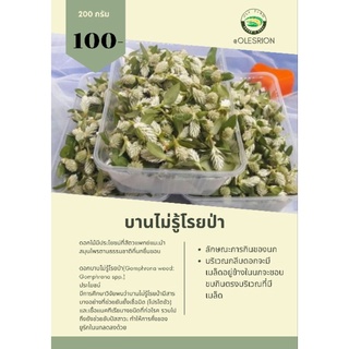 ดอกบานไม่รู้โรยป่า 200กรัม