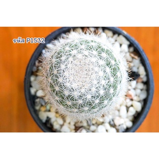 แคคตัส แมมมิลาเรีย แคนดิด้า สโนว์บอล (Mammillaria candida snowball)