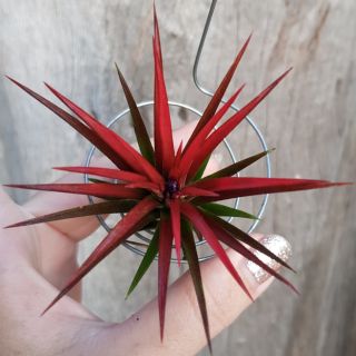 ทิลเเลนเซีย สับปะรดสี Tillandsia Ionanthared