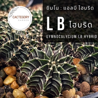 ยิมโน LB hybrid เชื้อด่าง ขนาด 1.5-4 ซม.(10แถม1)