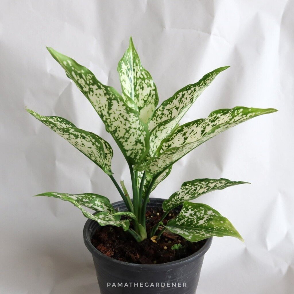 มุมมอง 2