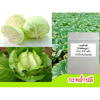 เมล็ดผัก กะหล่ำปลี (Common Cabbage)200 เมล็ด เมล็ดกะหล่ำปลี เมล็ดพันธุ์กะหล่ำปลี ปลูกกะหล่ำ ผักกะหล่ำ กะหล่ำ