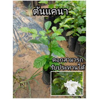 ต้นแคนา แคนาขาว ดอกสามารถรับประทานได้