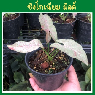 Syngonium milk confetti  ซิงโกเนียมมิ้วคอนฟิททิ/ มิ้วคอนเฟตติ