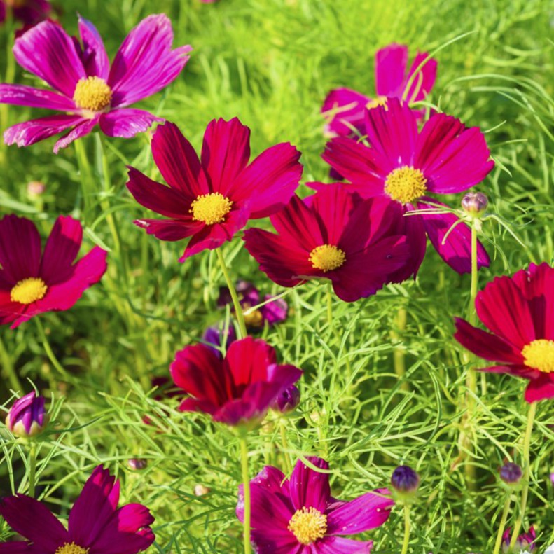 ดาวกระจายแดง ถูกที่สุด 10 บ. เมล็ดพันธุ์ดาวกระจายแดง 30 เมล็ด Red Cosmos สวย แปลก หายาก งอกไว ดอกดก