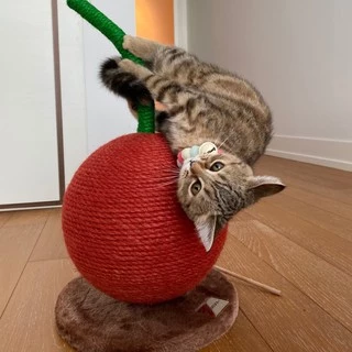 Vetreska Fruity ที่ลับเล็บแมว Mini Cherry & Orange