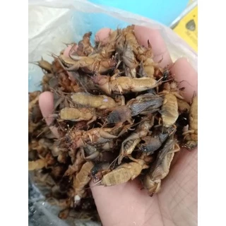 จิ้งหรีดไข่ ตัวใหญ่ๆไข่แน่นๆน้ำหนัก1กิโลกรัมและ500กรัม
