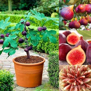 （อัตราการปลูกสูง）100pcs Fig Seeds Tropical Ficus Carica Seeds Bonsai Rare Fruit Seed Home Planting