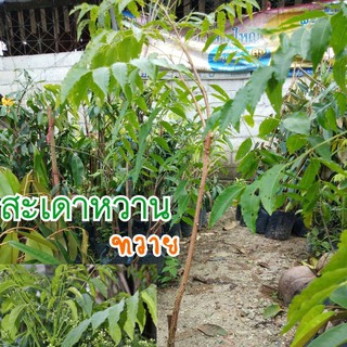 ต้นสะเดาทวายหรืสะเดาหวาน ทรงพุ่มสวย ออกดอกตลอดปี ต้นพันธุ์สูงประมาณ 60-70cm. (จำนวน 1ต้น)