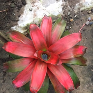 นีโอ เกรช  # สับปะรดสี#bromeliad# ต้นไม้สวยงาม# ไม้ประดับ# ตกแต่งบ้าน#bromeliad# ไม้ประดับ# ไม้มงคล# ขายถูก