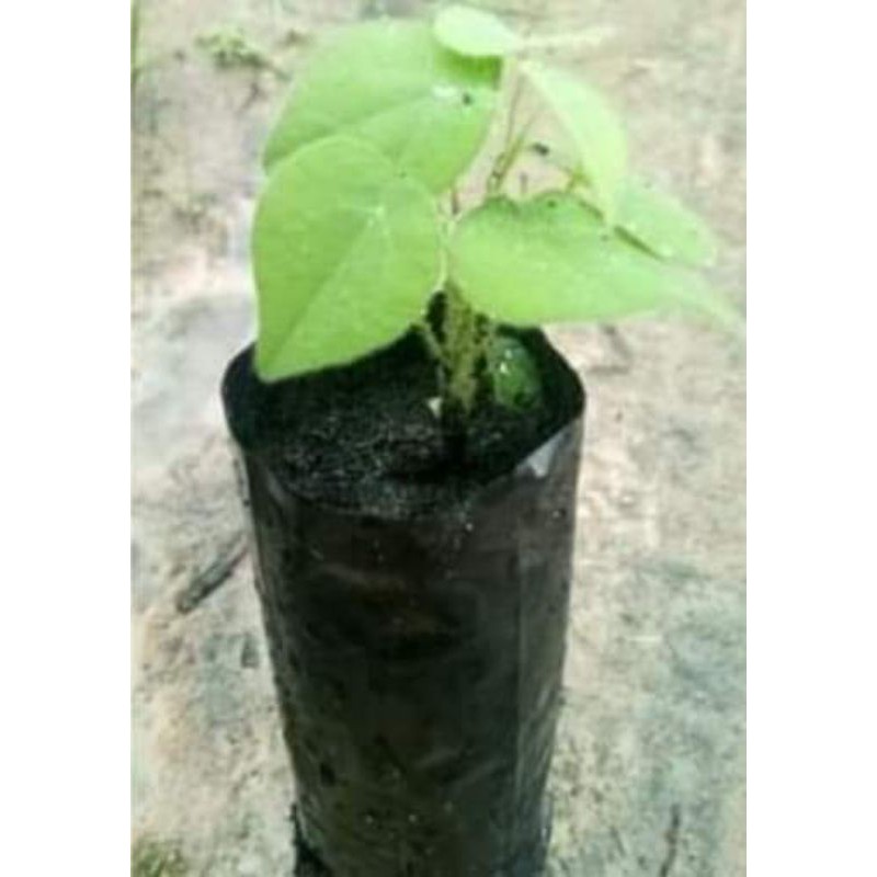 My Image 6