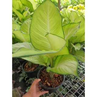 ต้นแสงจันทรา  ใบสะท้อนแสงเงาสวยต้นไม้มงคลสีใบโดดเด่นกระถาง8นิ้ว