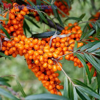 เมล็ดซีบัคธอร์น Sea Buckthorn เบอร์รี่มหัศจรรย์ (30เมล็ด)