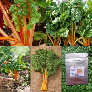 เมล็ด : เมล็ดสวิสชาร์ด สีส้ม Swiss Chard Orange 15-100 เมล็ด สวิสชาร์ด สวิสชาร์ต เมล็ดพืชสวนครัว ผัก สวนครัว เมล็ดพันธุ์