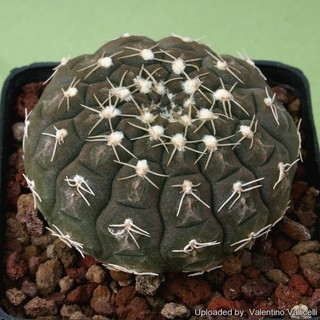 เมล็ดพันธ์ุ ยิมโนจานบิน Gymnocalycium ragonesei 10 เมล็ด แคคตัส กระบองเพชร Cactus