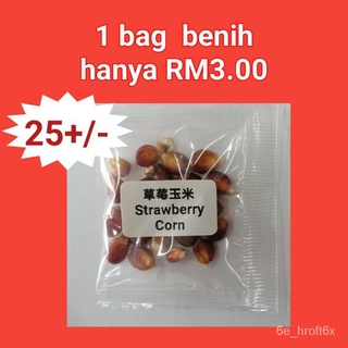 J8 Biji Benih Jagung Mini Strawberry (25+/- ) Mini Sweet Corn Strawberry Seeds สตรอเบอร์รี่เมล็ดข้าวโพด benih sayurvaget