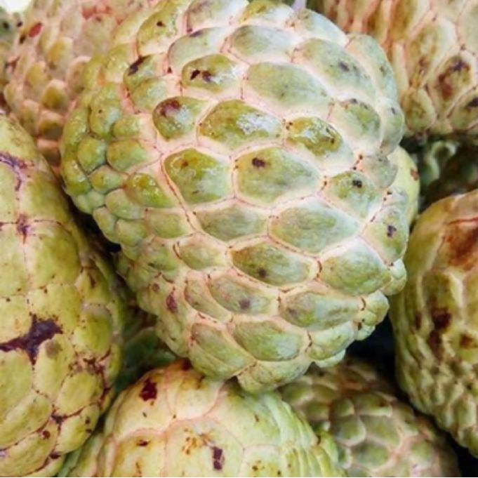 ต้นน้อยหน่าหนังเขียวเกษตร(ชุด5ต้น)เพาะเมล็ด ลูกใหญ่ ผลดก - รูปที่ 2