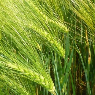 เมล็ดพันธุ์ ข้าวบาร์เลย์ (Barley Rice Seed) บรจจุ 20 เมล็ด คุณภาพดี ของแท้ 100%