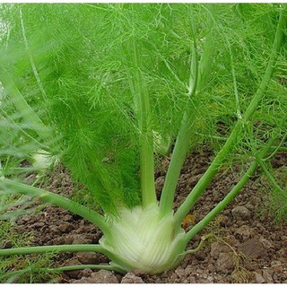 เมล็ดพันธุ์ เฟนเนล Fennel หรือผักชีลาวฝรั่ง บรรจุ 300 เมล็ด