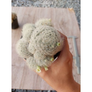 Cactus แมมขนนกขาว กอใหญ่ 12cm.