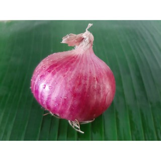 หอมแขก สดๆ แต่งสวย (Red onion)