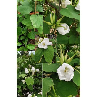 ต้นกาหลงขาว(Bauhinia acuminatal.)ไม้มงคลปลูกเจริญรุ่งเรืองขนาด40-50ซม.