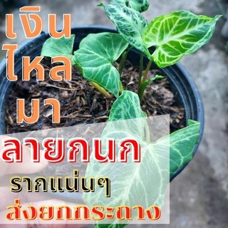 1 ต้น เงินไหลมา ออมลายกนก Syngonium sp. เงินไหลมา ลายกนก ต้นไม้มงคล ต้นไม้หายาก ต้นพร้อมปลูก ส่งแบบ3-4ใบ ส่งยกกระถาง