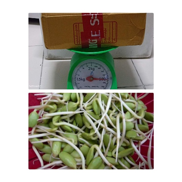 500กรัมหน่อเหรียง ลูกเหรียง หน่อเหรียงสด