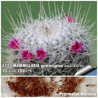 C123 MAMMILLARIA geminispina แมมเข็มเงิน 25เมล็ด 100บาท