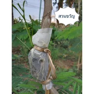 ชะอมไร้หนามตะพานหิน จำนวน 10 กิ่ง
