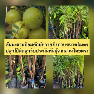 ต้นมะขามป้อมยักษ์​ อินเดียทวาย1 ปี ออกผล สายพันธุ์เเท้กิ่งทาบ 80cm