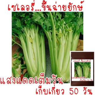 300 เมล็ด เมล็ดพันธุ์ เซเลอรี่ (celery) ขึ้นฉ่ายฝรั่งต้นใหญ่