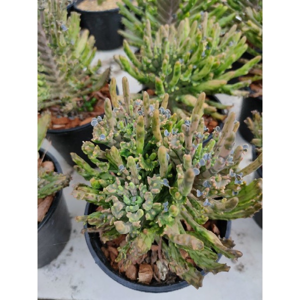 เศรษฐีล้านล้าน Kalanchoe tubiflora cristata ราคา ถูกที่สุด ดีลบีเคเค แกลเลอรีภาพที่ 4