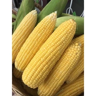 ชุดข้าวโพด 🌽เมล็ดพันธุ์ข้าวโพดทุกสายพันธุ์🌽 2-20 เมล็ด ปลูกง่าย 🚜พันธุ์แท้🚜 ผลผลิตเร็ว ราคาถูก 9บ. [10 แถม1คละได้]