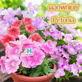 🌸 ดอกพิทูเนีย Petunia (คละสี)🌈 200 เมล็ด ดอกไม้ 🌸เมล็ดพันธุ์ดอกไม้