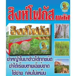 หญ้าฆ่าหญ้าในนาข้าวสิงห์โฟกัส