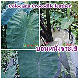 ต้นไม้บอนหนังจระเข้ Colocasia Crocodile leather ส่งแบบตัดใบห่อราก รากเยอะ โตไว สายสะสมไม่ควรพลาด