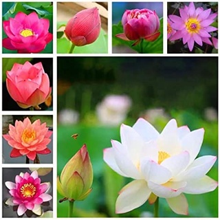 7 เมล็ด เมล็ดบัว คละสี ดอกใหญ่ สายพันธุ์เมล็ดบัว ดอกบัว Lotus seeds