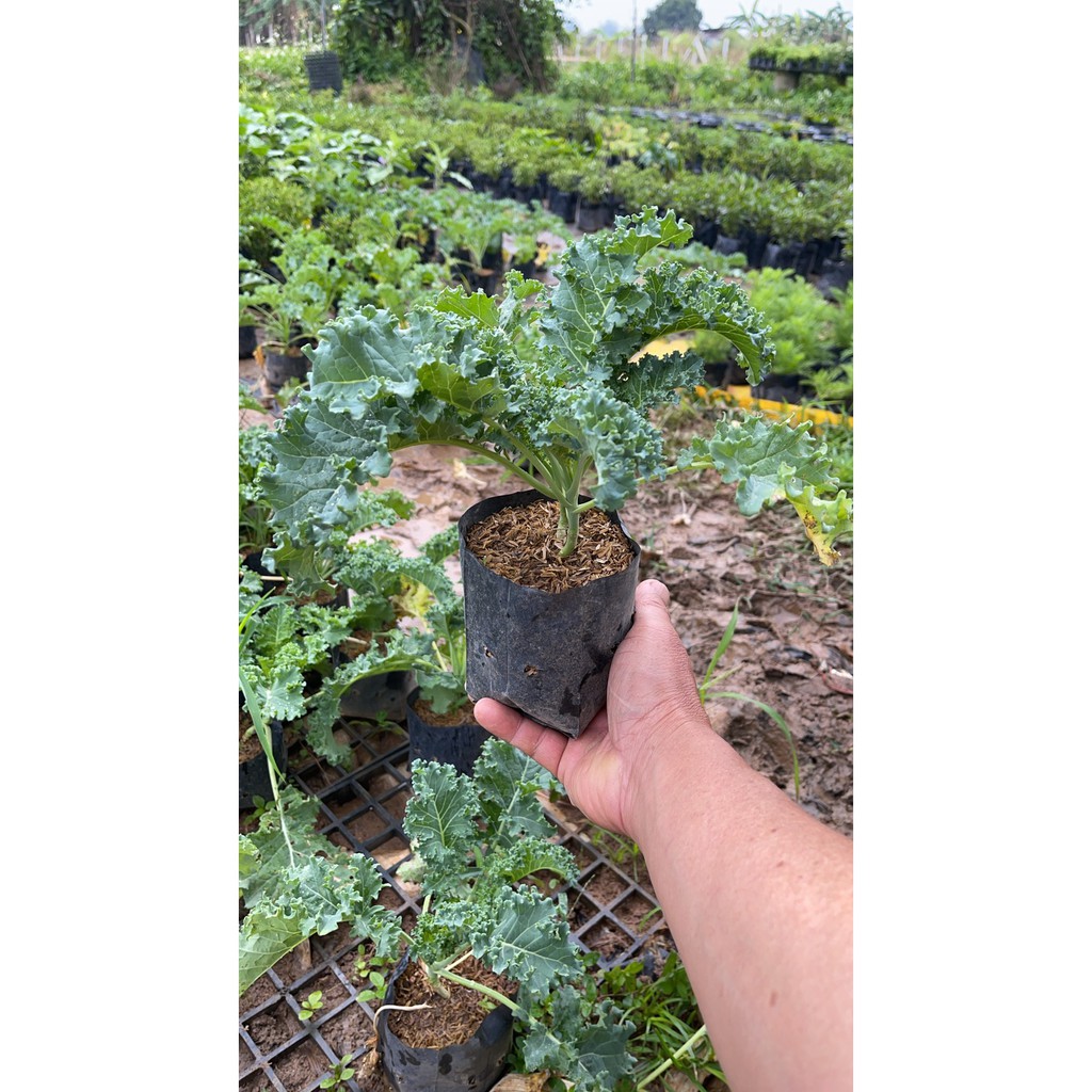 ต้นพันธุ์ผักเคล (Kale) ผักคะน้าใบหยิก ถูกยกให้เป็น 'Superfood' หรือ “The queen of green” พร้อมปลูกในถุงดำ29 บาท