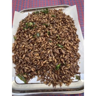 สะดิ้งทอด แมลงทอดซู่ซ่า ทอด สด ใหม่ ทุกวัน